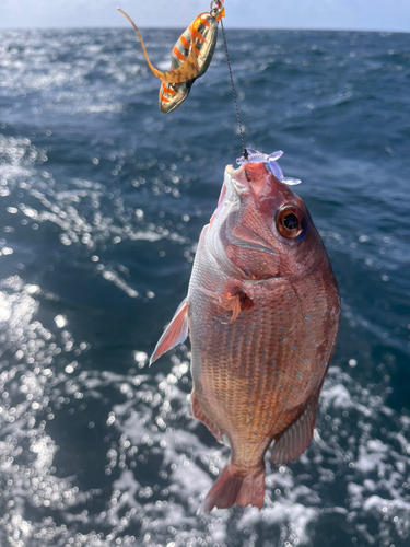 マダイの釣果