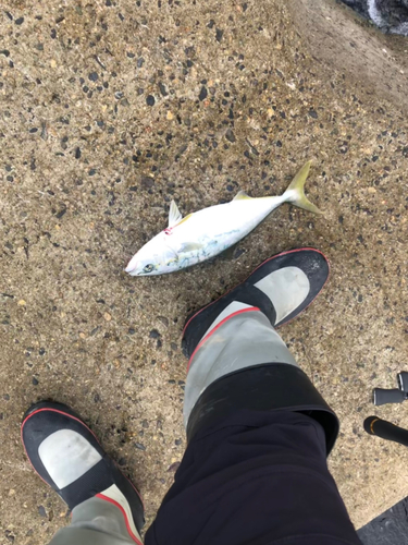 ワカシの釣果