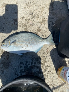 イスズミの釣果