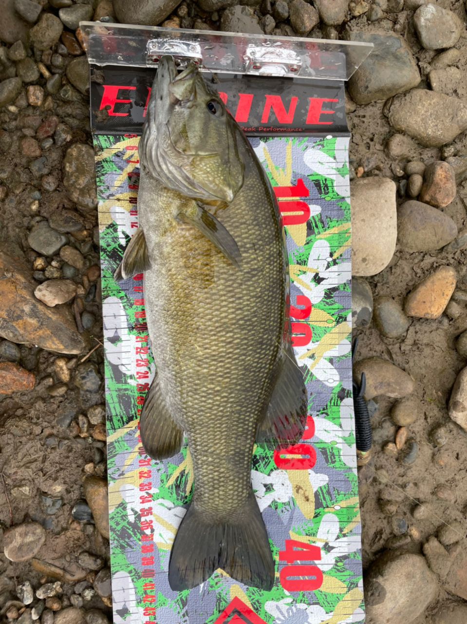 スモールマウスバス