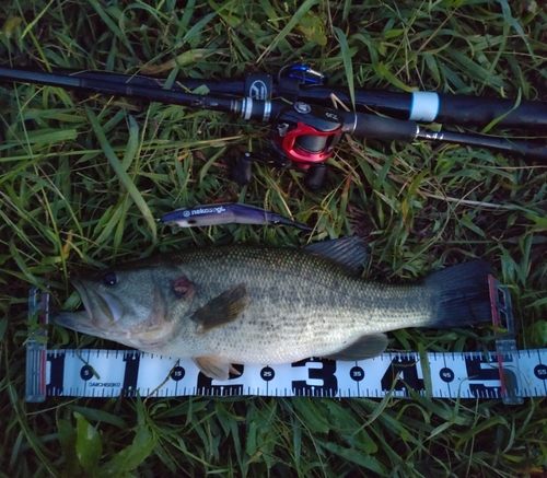 ラージマウスバスの釣果