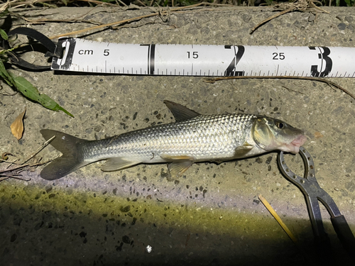 ニゴイの釣果