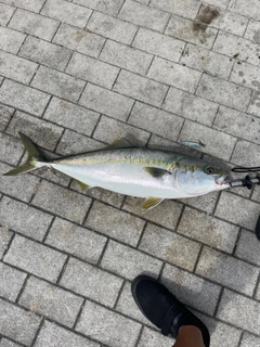 ブリの釣果