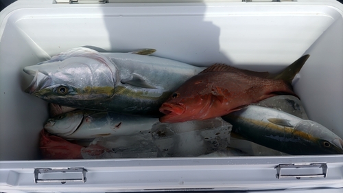 ハマチの釣果