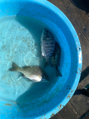 チヌの釣果