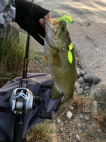 スモールマウスバスの釣果