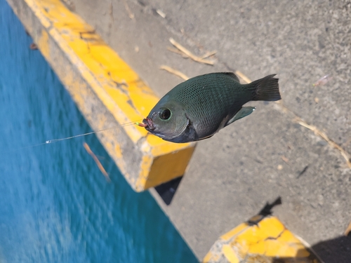 釣果