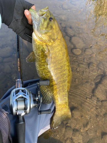 スモールマウスバスの釣果