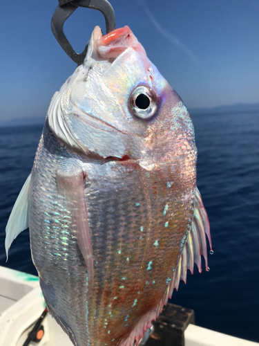 レンコダイの釣果