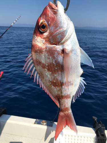 チダイの釣果