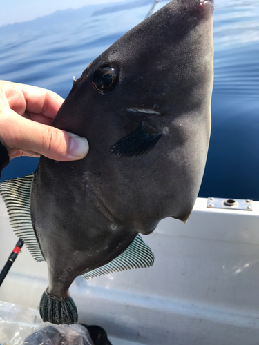 ウマヅラハギの釣果