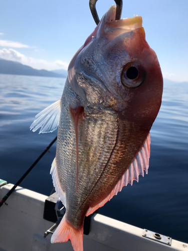 レンコダイの釣果