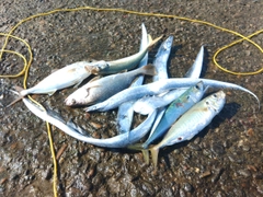 タチウオの釣果