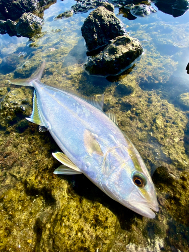 ショゴの釣果