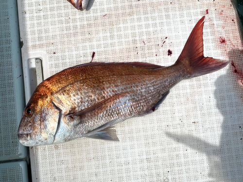 マダイの釣果