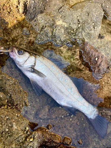 ヒラスズキの釣果