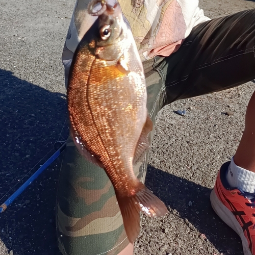 ウミタナゴの釣果