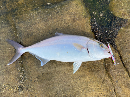 ネリゴの釣果