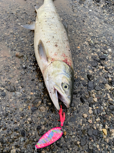 アキアジの釣果