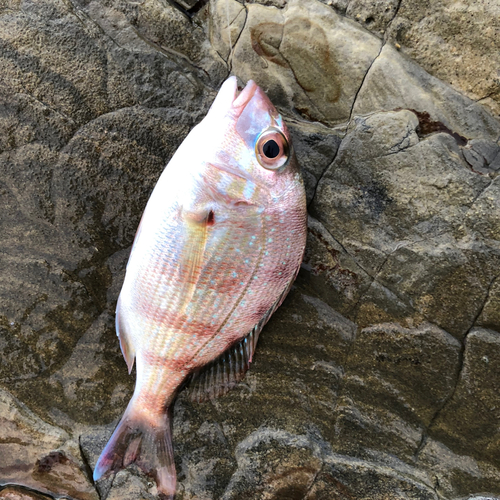 チャリコの釣果