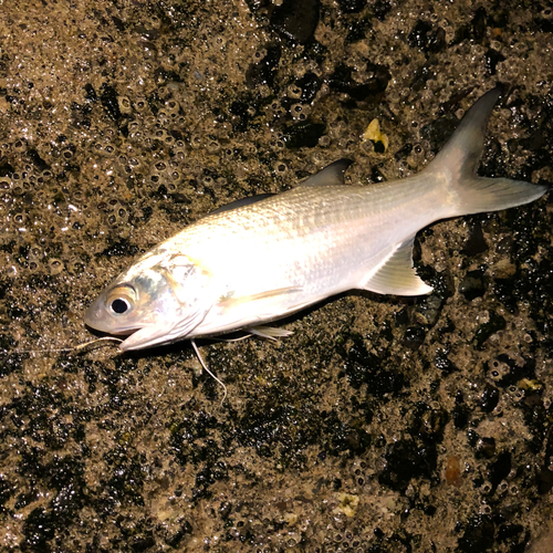 ツバメコノシロの釣果