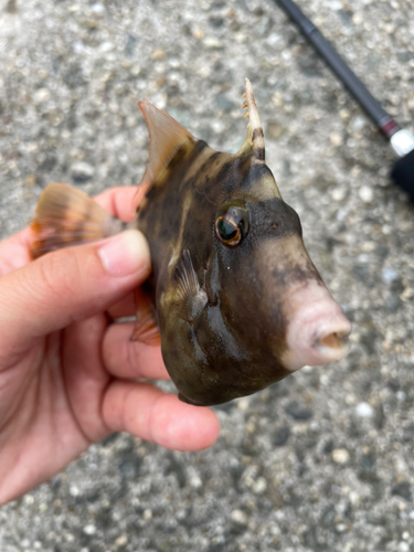 カワハギの釣果