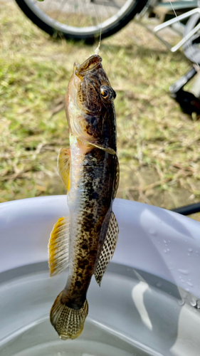 マハゼの釣果