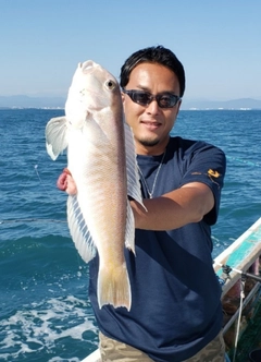 シロアマダイの釣果