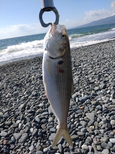 コノシロの釣果