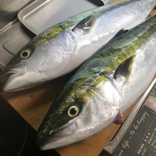 ハマチの釣果