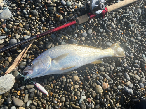 ニベの釣果