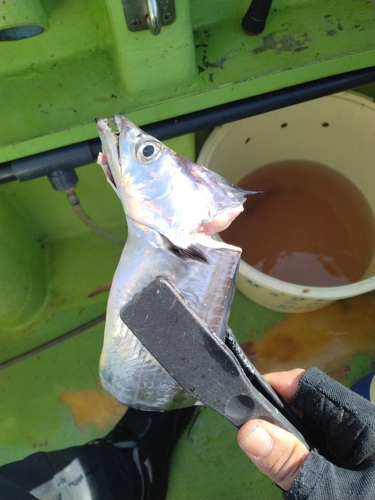 タチウオの釣果