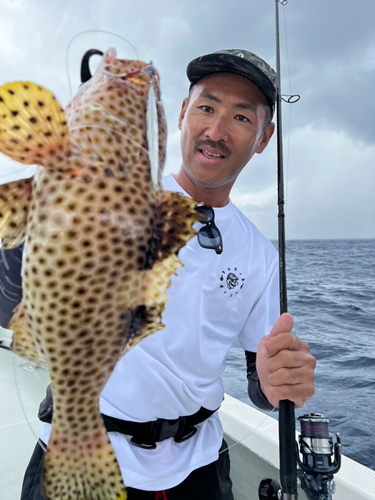 シロブチハタの釣果