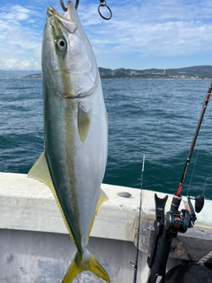 ハマチの釣果