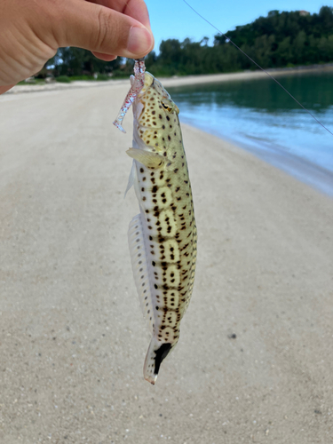 オグロトラギスの釣果