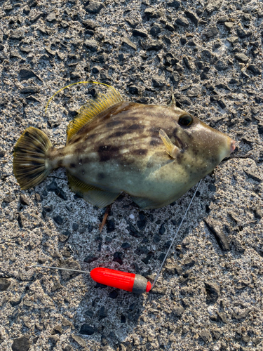 カワハギの釣果