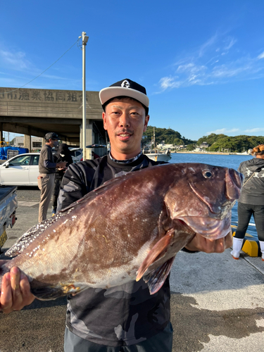 マハタの釣果