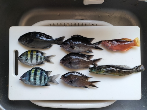 メジナの釣果