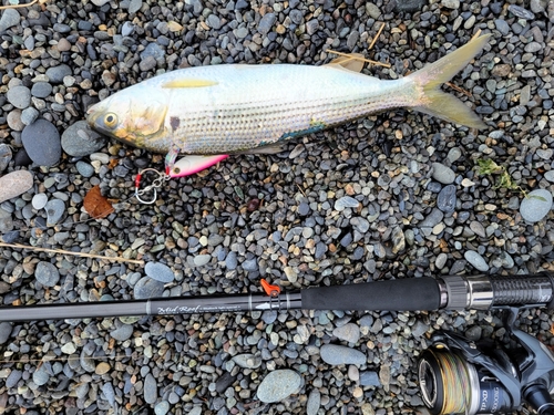 コノシロの釣果