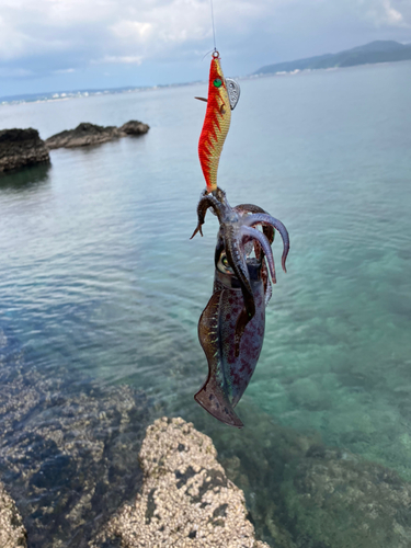 イカの釣果