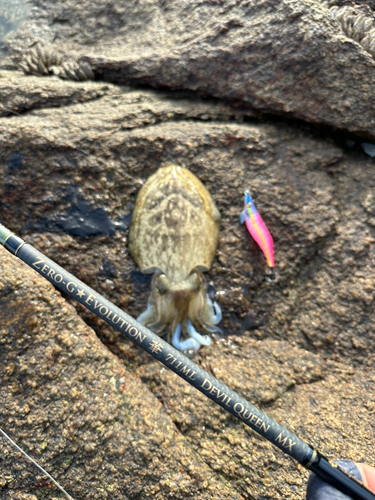 コウイカの釣果