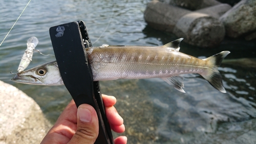 カマスの釣果