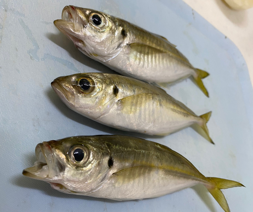 マアジの釣果