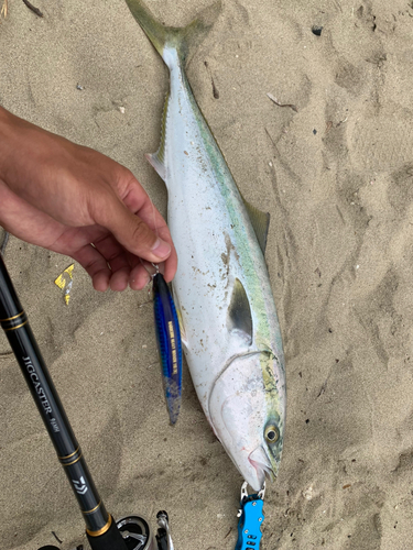 ハマチの釣果