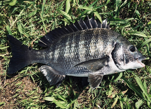 チヌの釣果