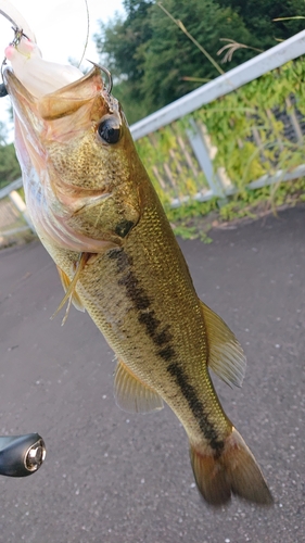 ラージマウスバスの釣果