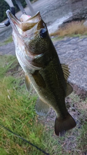 ラージマウスバスの釣果