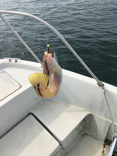 キュウセンの釣果