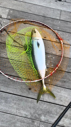 ワラサの釣果