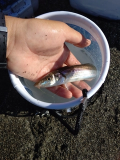 シロギスの釣果